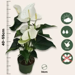 Flamingoblomst - Anthurium 'Alaska White' - Højde 55-70cm - ø17cm