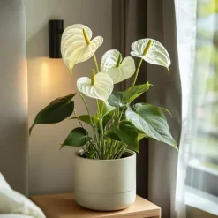 Flamingoblomst - Anthurium 'Alaska White' - Højde 55-70cm - ø17cm
