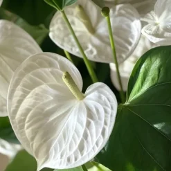 Flamingoblomst - Anthurium 'Alaska White' - Højde 55-70cm - ø17cm