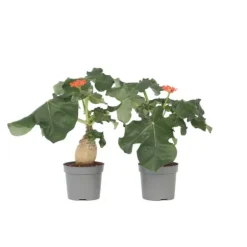 Flaskebusk - Sæt med 2 - Jatropha podagrica - Højde 25-45cm - ⌀13cm