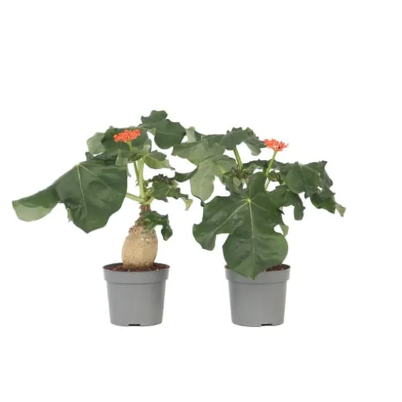 Flaskebusk - Sæt med 2 - Jatropha podagrica - Højde 25-45cm - ⌀13cm