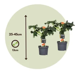 Flaskebusk - Sæt med 2 - Jatropha podagrica - Højde 25-45cm - ⌀13cm