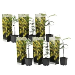 Følsom plante - Sæt med 6 - Mimosa dealbata - Højde 25-40cm - ⌀9cm