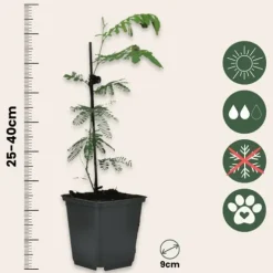 Følsom plante - Sæt med 6 - Mimosa dealbata - Højde 25-40cm - ⌀9cm