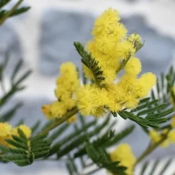 Følsom plante - Sæt med 6 - Mimosa dealbata - Højde 25-40cm - ⌀9cm