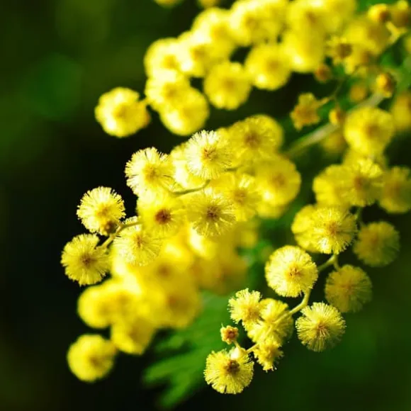 Følsom plante - Sæt med 6 - Mimosa dealbata - Højde 25-40cm - ⌀9cm