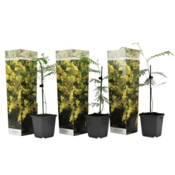 Følsom plante - Sæt med 3 - Mimosa dealbata - Højde 25-40cm - ⌀9cm