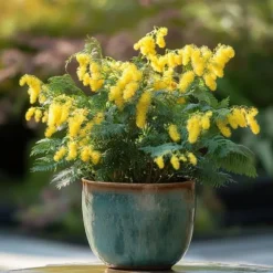 Følsom plante - Sæt med 3 - Mimosa dealbata - Højde 25-40cm - ⌀9cm
