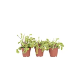 Fluefanger - Sæt med 6 - Dionaea muscipula - Højde 5-15cm - ⌀6cm