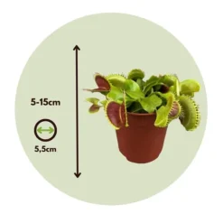 Fluefanger - Sæt med 3 - Dionaea muscipula - Højde 5-15cm - ⌀6cm