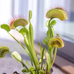 Fluefanger - Sæt med 3 - Dionaea muscipula - Højde 5-15cm - ⌀6cm