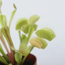 Fluefanger - Sæt med 3 - Dionaea muscipula - Højde 5-15cm - ⌀6cm