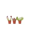 Fluetrompet - Sæt med 3 - Sarracenia purpurea - Højde 10cm - ⌀6cm