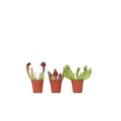 Fluetrompet - Sæt med 3 - Sarracenia purpurea - Højde 10cm - ⌀6cm