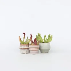 Fluetrompet - Sæt med 3 - Sarracenia purpurea - Højde 10cm - ⌀6cm