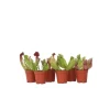 Fluetrompet - Sæt med 6 - Sarracenia purpurea - Højde 10cm - ⌀6cm