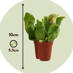 Fluetrompet - Sæt med 6 - Sarracenia purpurea - Højde 10cm - ⌀6cm