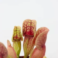 Fluetrompet - Sæt med 6 - Sarracenia purpurea - Højde 10cm - ⌀6cm