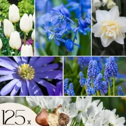 Forårsblomst pærer blå - Sæt med 125 - Blomsterløg - Blå