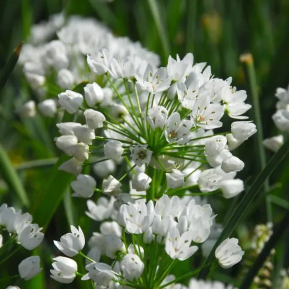 Forårsblomst pærer blå - Sæt med 125 - Blomsterløg - Blå