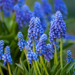 Forårsblomst pærer blå - Sæt med 125 - Blomsterløg - Blå