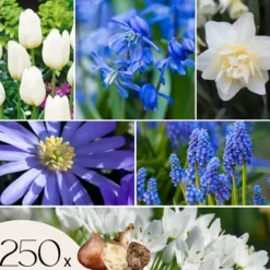 Forårsblomst pærer blå - Sæt med 250 - Blomsterløg - Blå