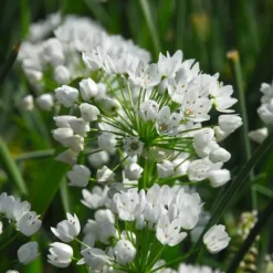 Forårsblomst pærer blå - Sæt med 250 - Blomsterløg - Blå