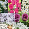 Forårsblomst pærer rosa - Sæt med 125 - Blomsterløg - Lilla