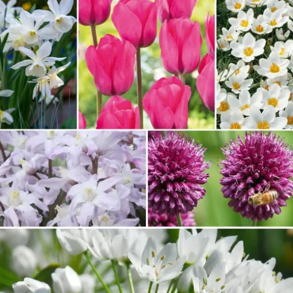 Forårsblomst pærer rosa - Sæt med 125 - Blomsterløg - Lilla