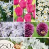 Forårsblomst pærer rosa - Sæt med 250 - Blomsterløg - Lilla