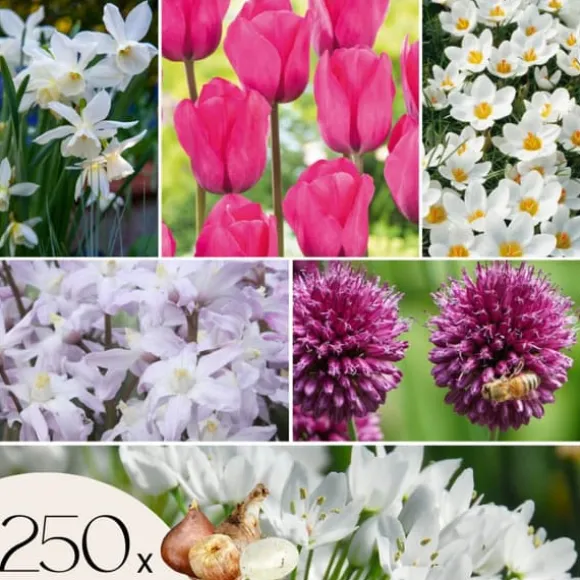 Forårsblomst pærer rosa - Sæt med 250 - Blomsterløg - Lilla