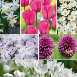Forårsblomst pærer rosa - Sæt med 250 - Blomsterløg - Lilla