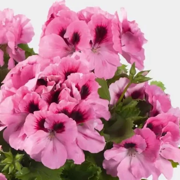 FORTEFOSKA GØDNING TIL GERANIUM 1 KG GRANULAT MEGET EFFEKTIV