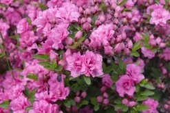 FORTEFOSKA RHODODENDRON GØDNING 1 KG GRANULAT MEGET EFFEKTIV