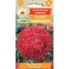 Frø af aster Paeony Stanislaw - Store, dobbelte, skarlagenrøde blomster