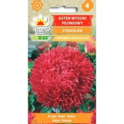 Frø af aster Paeony Stanislaw - Store, dobbelte, skarlagenrøde blomster