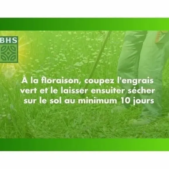 Frø BHS Trèfle Blanc 500 g