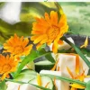 Frø spiselige blomster, morgenfrue, 3g