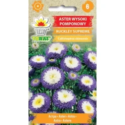Frø til aster Ruckley Supreme - Blå pomponblomster med hvidgul midte