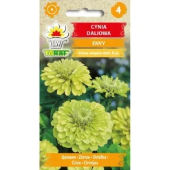 Frø til dahlia-zinnia Envy - unikke limefarvede blomster