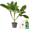 Frangipani + planteføde - Plumeria rubra - Højde 45-55cm - ⌀17cm