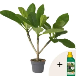 Frangipani + planteføde - Plumeria rubra - Højde 45-55cm - ⌀17cm