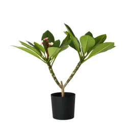 Frangipani - Plumeria rubra 'Lyserød' - Højde 55-70cm - ⌀17cm