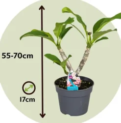 Frangipani - Plumeria rubra 'Lyserød' - Højde 55-70cm - ⌀17cm