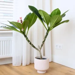 Frangipani - Plumeria rubra 'Lyserød' - Højde 55-70cm - ⌀17cm