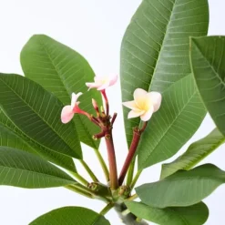 Frangipani - Plumeria rubra 'Lyserød' - Højde 55-70cm - ⌀17cm
