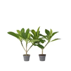 Frangipani - Sæt med 2 - Plumeria rubra - Højde 45-55cm - ⌀17cm