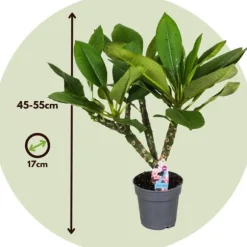Frangipani - Sæt med 2 - Plumeria rubra - Højde 45-55cm - ⌀17cm