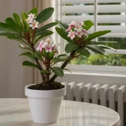 Frangipani - Sæt med 2 - Plumeria rubra - Højde 45-55cm - ⌀17cm