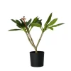 Frangipani Hvid - Plumeria rubra - Højde 55-70cm - ⌀17cm